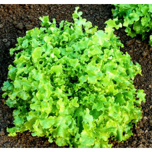 ผักสลัดเขียว /ผักกาดเขียว