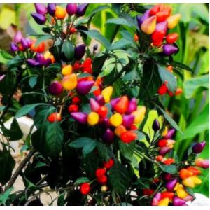 พริก (Chili Pepper) พริกช่อ, พริกประดับ, พริกตุ้ม, พริกนานาชนิด