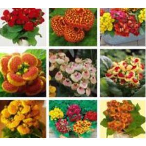 คาลซีโอลาเรีย (Calceolaria / Slipper Flower)