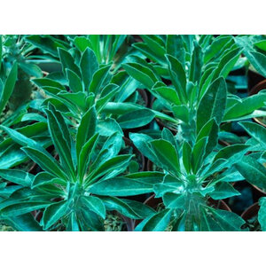 พาคีโพเดียม ลาเมเร / ปาล์ม มาดากัสการ์