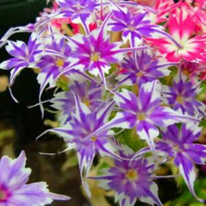 ฟลอกซ์ / ฟล็อกซ์ (Phlox)