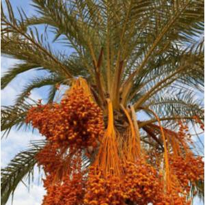 อินทผลัม (Date Palm / Dates)
