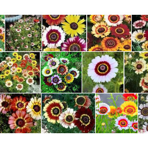 เพ้นท์ เดซี่ (Painted Daisy) / เดซี่สามสี (Tri-color Daisy)