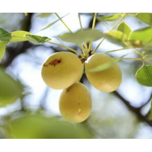 มารูลา (Marula)