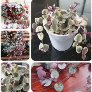 สายป่านดวงใจ (Chain of Heart / String of Heart)