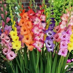 แกลดิโอลัส (Gladiolus) / ซ่อนกลิ่นฝรั่ง / คำมั่นสัญญา