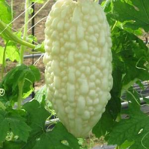 มะระ / มะระจีน (Balsam pear) / มะระขี้นก