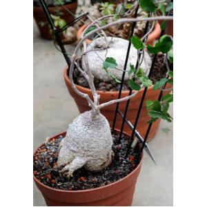 Fockea edulis / ไม้โขด