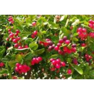 มะนาวโห่ / มะม่วงหาวมะนาวโห่