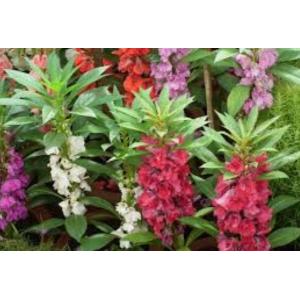 เทียน / เทียนดอก / เทียนซ้อน (Garden Balsam / Glass flower)