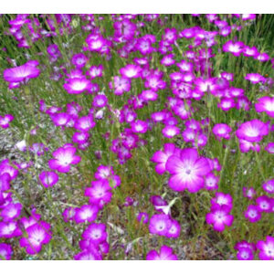 อะโกรสเท็มม่า (Agrostemma)