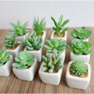 กระถางต้นไม้จิ๋ว