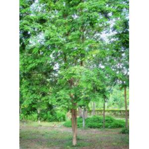 พยุง (Tracwood, Black Wood, Rose Wood) / พยุงไหหลำ ฮวงหัวลี่