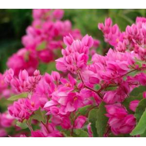 พวงชมพู พวงชมพูดอกขาว พวงขาว (Coral Vine / Antigonon leptopus / Polygonaceae)