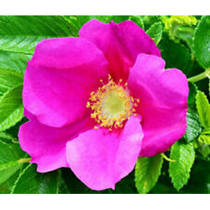 กุหลาบญี่ปุ่น (Japanese Rose)