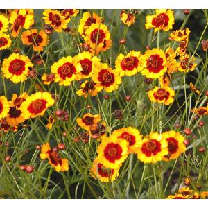 ดอกไม้ไหว (Coreopsis tinctoria / Plains Coreopsis / Plains Tickseed)