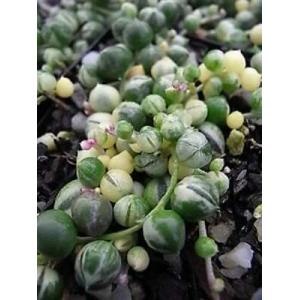 สร้อยไข่มุก / สตริง ออฟ เพิร์ลส์ (String of Pearls)