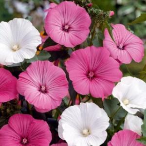 ชบาฝรั่ง (Rose Mallow)