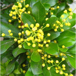 ประยงค์ (Chinese Rice flower) / ประยงค์ไต้หวัน