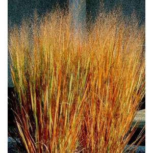 หญ้าสวิตซ์กราซ (Swtchgrass)