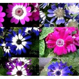 ซินเนอราเรีย (Cinneraria)