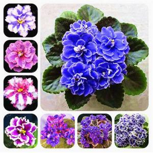 แอฟริกันไวโอเล็ต / อัฟริกัน ไวโอเล็ท (African violet)