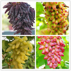 องุ่นนิ้ว (Finger Grape) / องุ่นนิ้วแม่มด (Witch Finger Grape) / องุ่นมนต์ดำ (Moon Drop Grape)