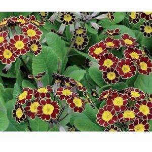 โพลีแอนธัส (Polyanthus)