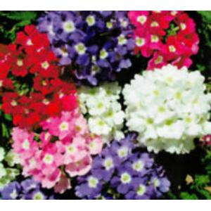 เวอร์บีนา (Verbena)