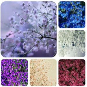 สตาร์ ฟลาวเวอร์ (Star Flower)