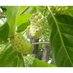 ยอ (Great morinda / Beach mulberry)