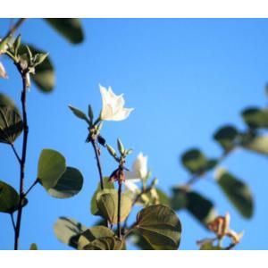 ชงโค (Orchid Tree)