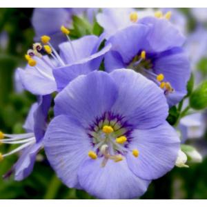 จาค็อบส์ แลดเดอร์ (Jacobs Ladder / Greek Valerian)