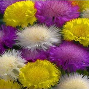 ไจแอนท์ สวีท สุลต่าน / ประไหมสุหรี (Giant Sweet Sultan)