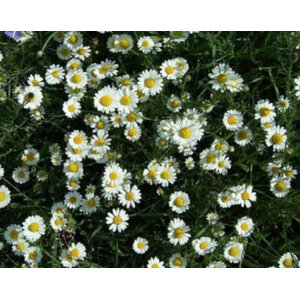 เดซี่เลื้อย (Creeping Daisy)