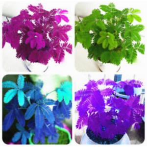 ไมยราบ (sensitive plant, sleepy plant, the touch-me-not)