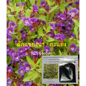 ผักแขยง / ผักแขยงนา / กะแยงแดง / กะแยง / กะออม / ผักพา