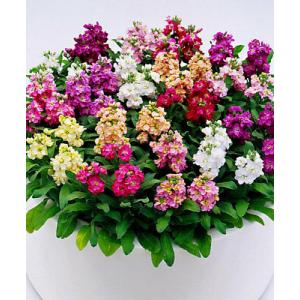 ไวโอเล็ต (Violet) / สต๊อก (Stocks)