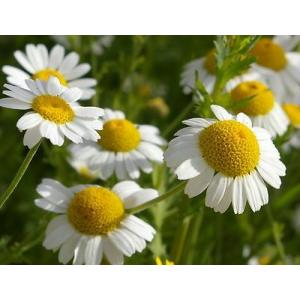 คาโมมายล์ (Chamomile) / Maguerite Daisy