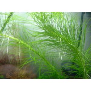 ไวท์ แร็บบิท (White Rabbit) / สาหร่ายข้าวเหนียว