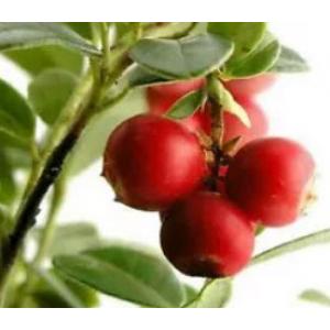 แครนเบอร์รี่ (Cranberry)