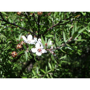 รวมพืชท้องถิ่น ออสเตรเลีย - นิวซีแลนด์