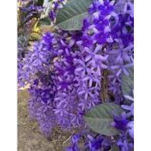 พวงคราม หรือช่อม่วง (Purple Wreath) / พวงครามออสเตรเลีย / พวงครามต้น