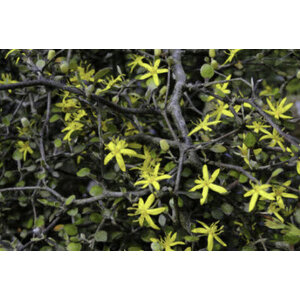 โคโรเกีย (Corokia)
