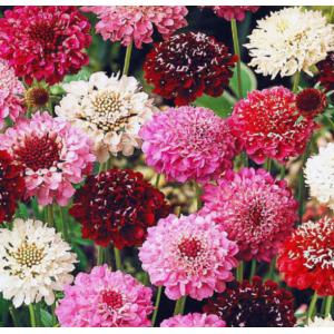 สกาบิโอซา (Scabiosa)