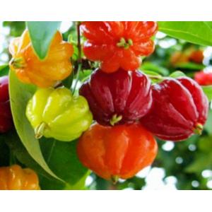 มะยมแดง / เชอรี่สเปน / มะยมฝรั่ง (Surinam cherry)