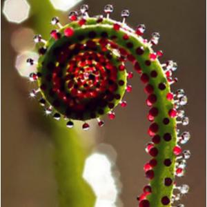 สนน้ำค้างโปรตุเกส (Drosophyllum)