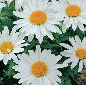 แชสต้า เดซี่ (Shasta Daisy)