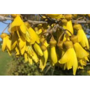 ลิลลี่ภูเขา (Kowhai)