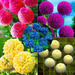 โกลบ ธิสเซิล (Globe Thistle)